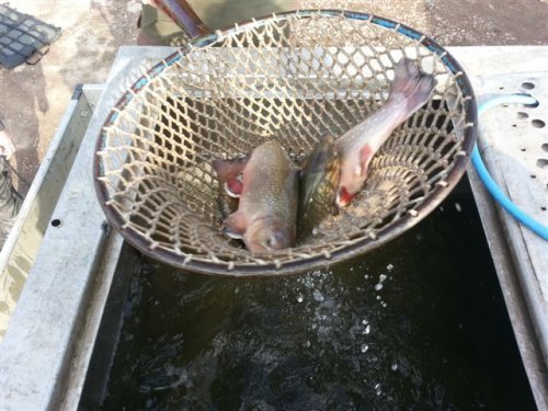 Zimní rybolov - rybník Komora III
