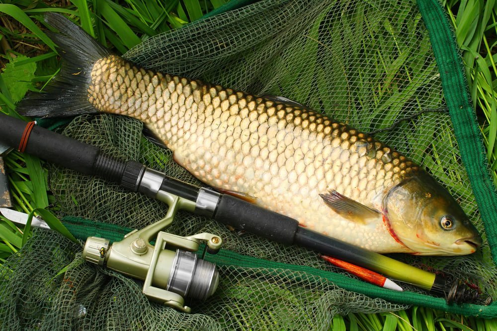 Amur bílý v podběráku po úspěšném lovu